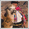 Perù Alpaca